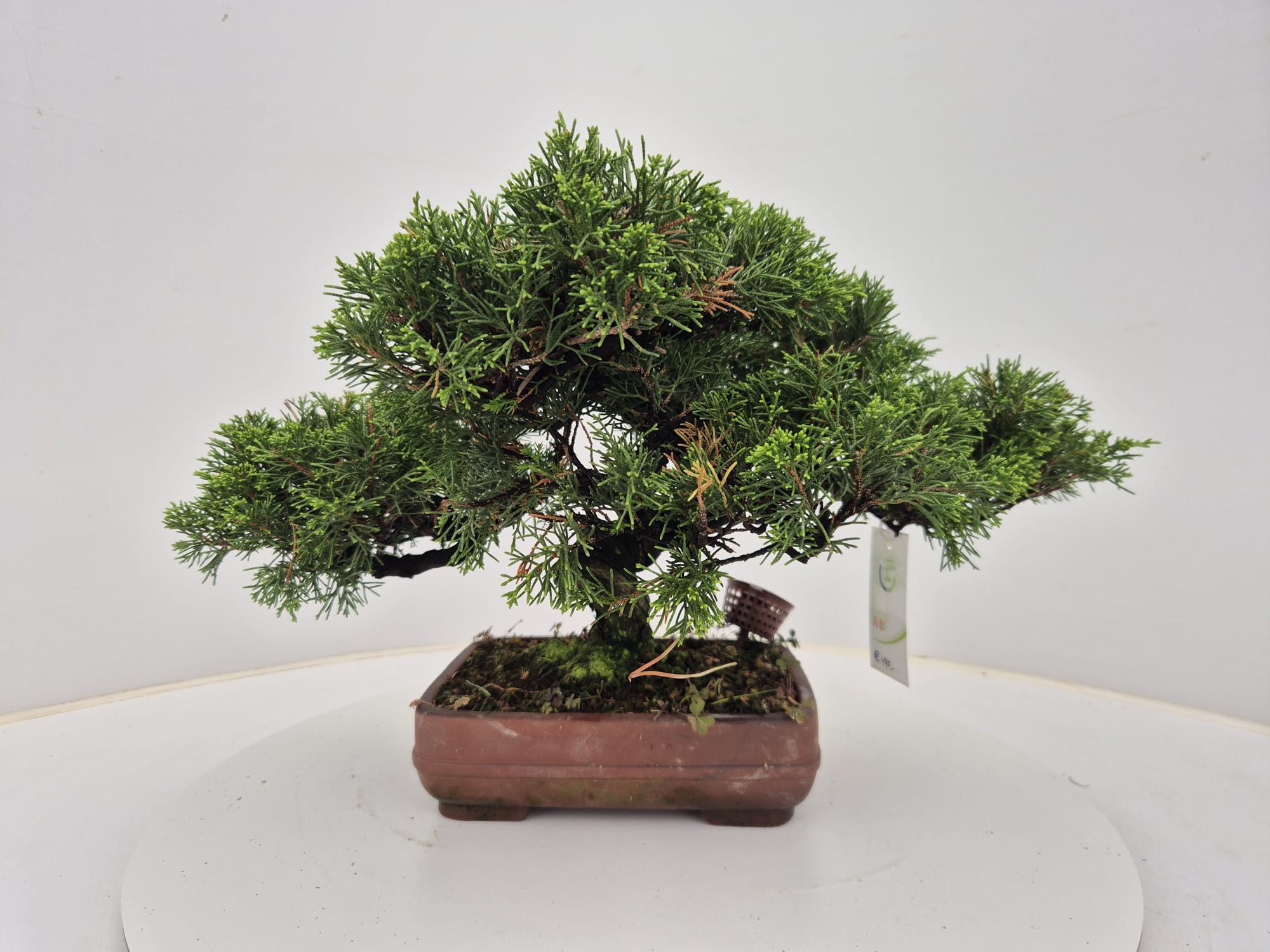 Горшечные цветы и растения оптом Juniperus Chinensis, 21 Cm от 1шт из Голландии с доставкой по России