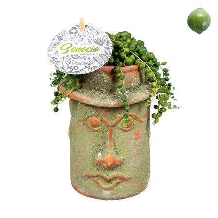 Горшечные цветы и растения оптом Senecio Rowleyanus In Mini Mayahoofd Keramiek от 6шт из Голландии с доставкой по России