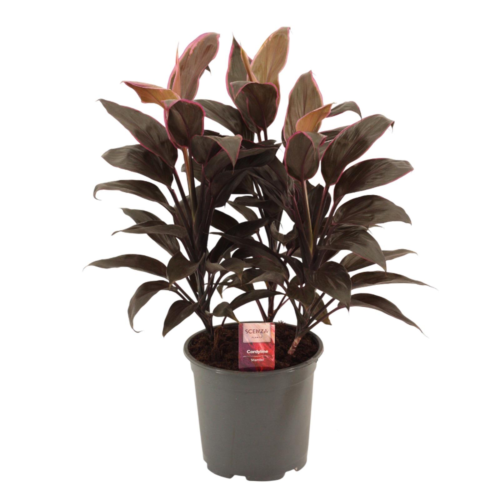 Горшечные цветы и растения оптом Cordyline Mambo 3pp от 5шт из Голландии с доставкой по России