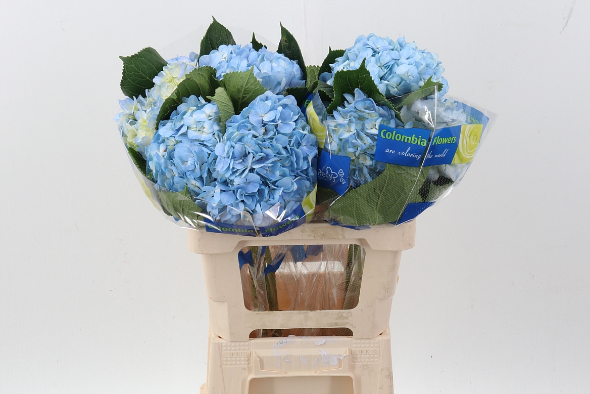 Срезанные цветы оптом Hydrangea blue premium от 10шт из Голландии с доставкой по России