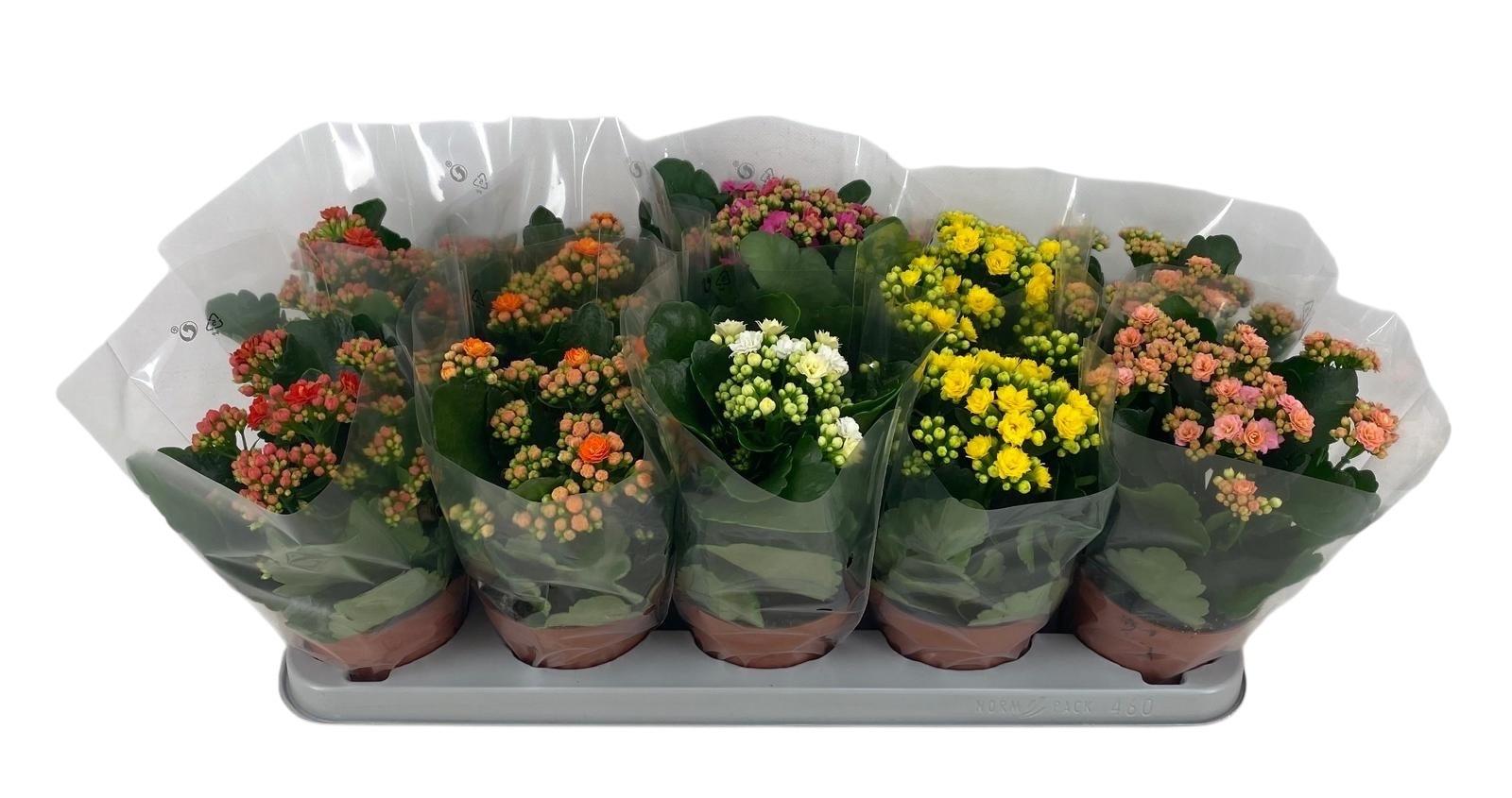 Горшечные цветы и растения оптом Kal Ge Gem от 10шт'' из Голландии с доставкой по России