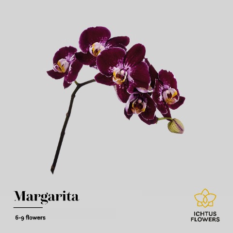 Срезанные цветы оптом Phalaenopsis margarita (per stem) от 15шт из Голландии с доставкой по России