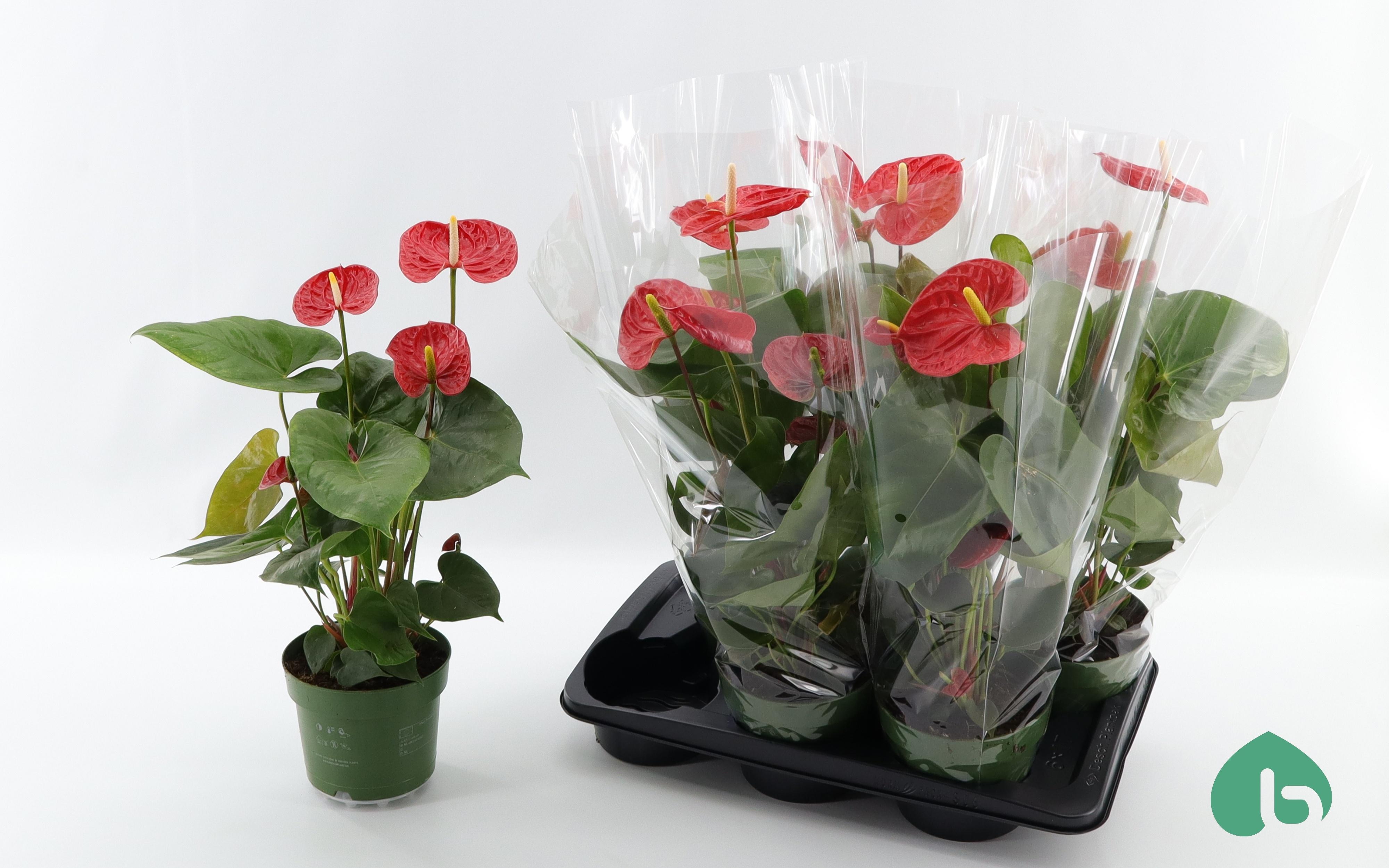 Горшечные цветы и растения оптом Anthu An Arebo от 6шт из Голландии с доставкой по России