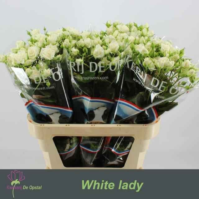 Срезанные цветы оптом Rosa sp white lady от 40шт из Голландии с доставкой по России