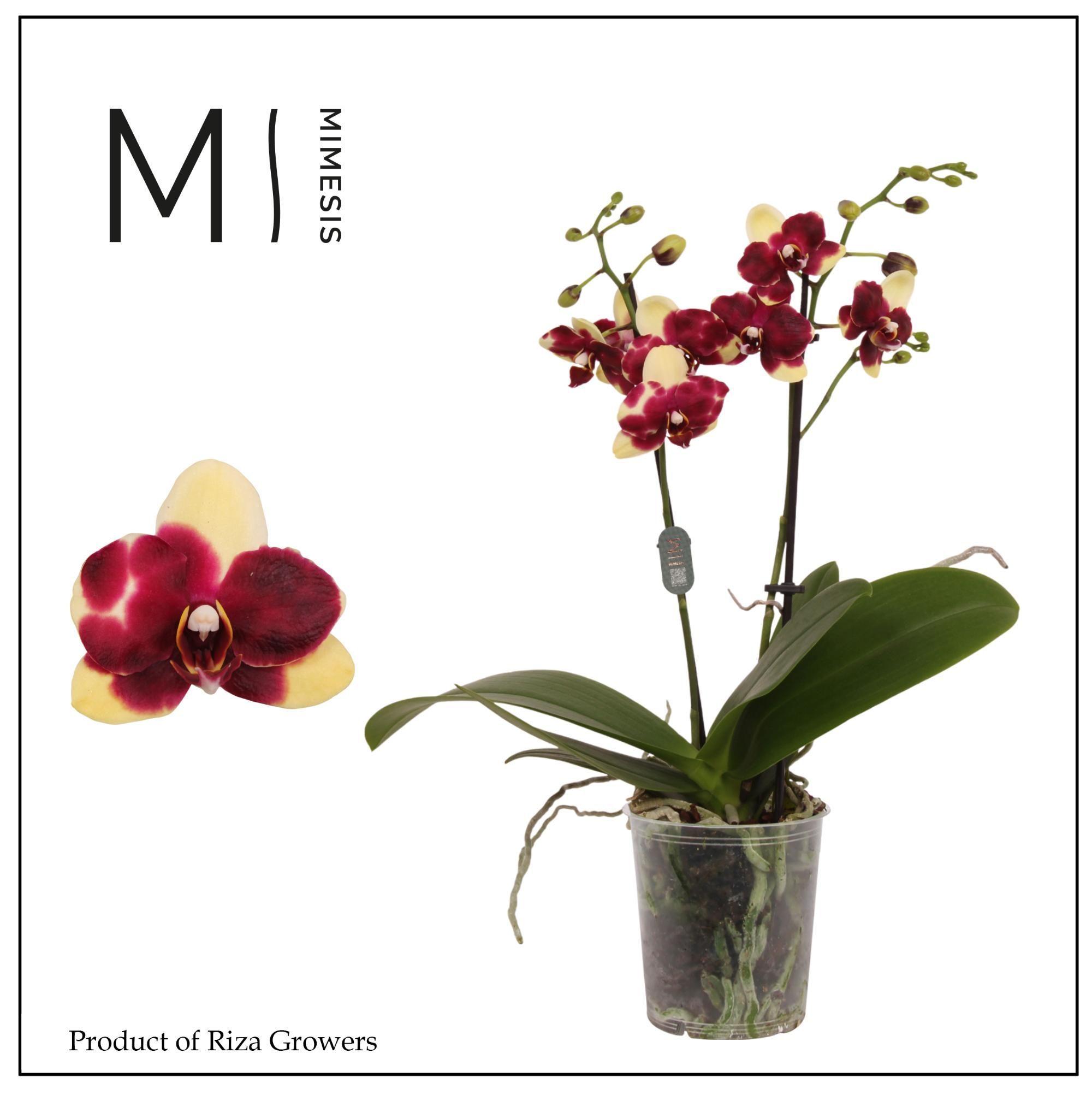Горшечные цветы и растения оптом Phal 2st Catania 16+ (orchid Growers) от 12шт (для телеги) из Голландии с доставкой по России