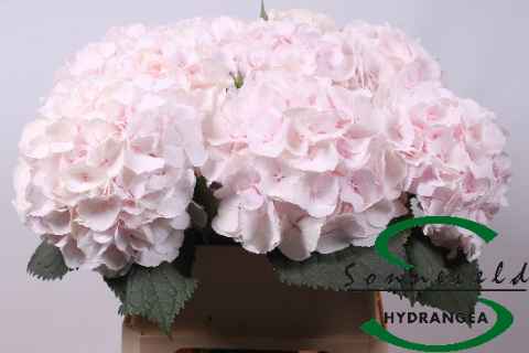 Срезанные цветы оптом Hydrangea sweet verena от 10шт из Голландии с доставкой по России