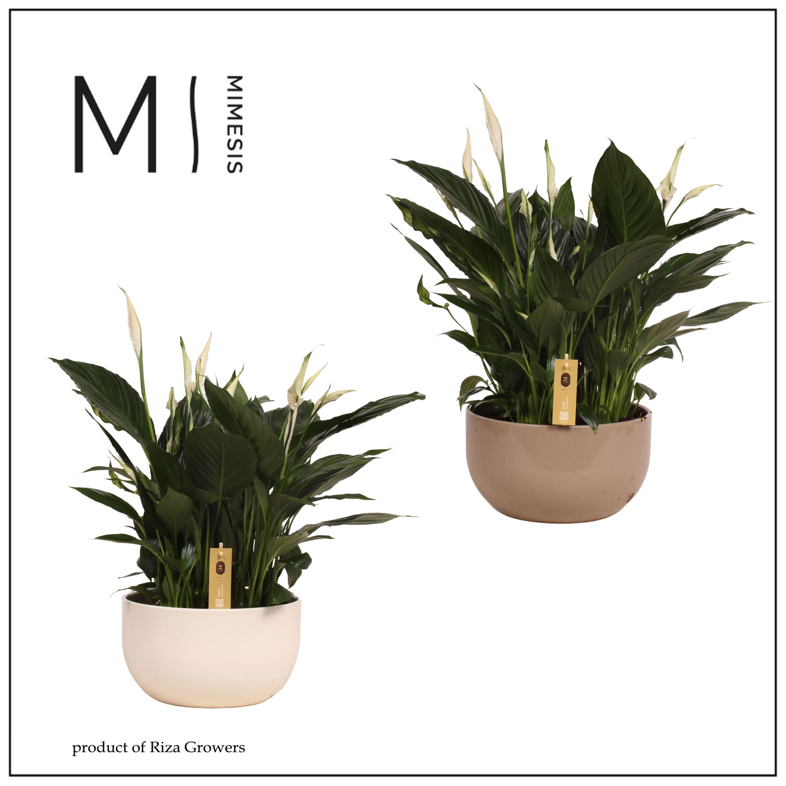 Горшечные цветы и растения оптом Spath Pico Cupido от 2шт из Голландии с доставкой по России