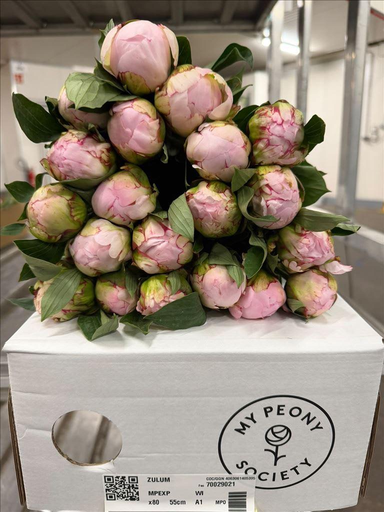 Срезанные цветы оптом Paeonia florence nicholls от 80шт из Голландии с доставкой по России