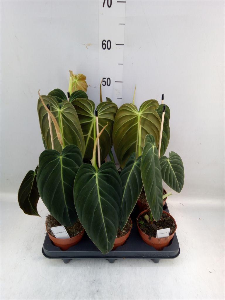 Горшечные цветы и растения оптом Philodendron Melanochrysum от 6шт из Голландии с доставкой по России