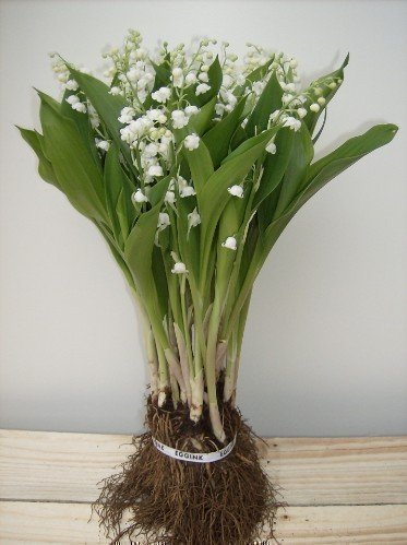 Срезанные цветы оптом Convallaria white от 25шт из Голландии с доставкой по России
