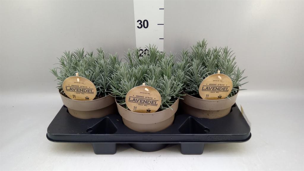 Горшечные цветы и растения оптом Lavandula Interm. grosso от 3шт из Голландии с доставкой по России
