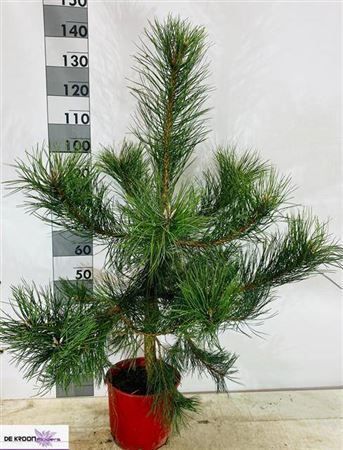 Горшечные цветы и растения оптом Pinus Ni Nigra Outdoor от 1шт из Голландии с доставкой по России