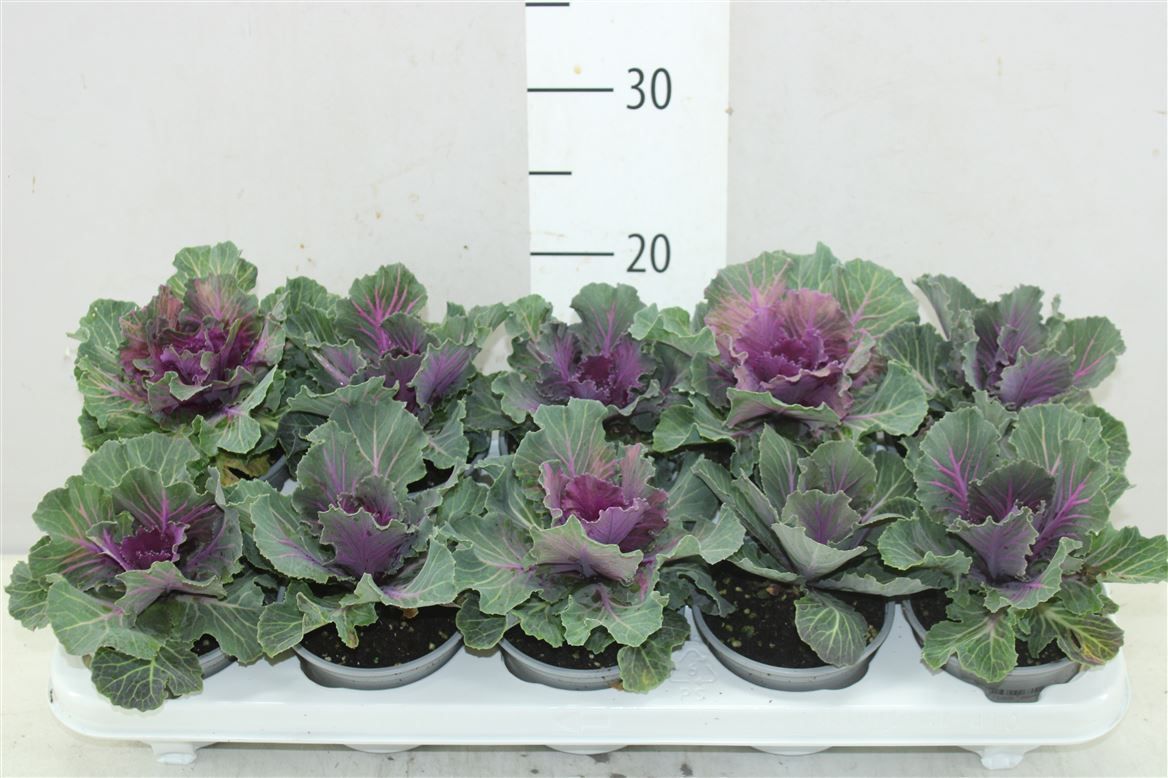 Горшечные цветы и растения оптом Brassica (sierkool) Rood от 10шт из Голландии с доставкой по России