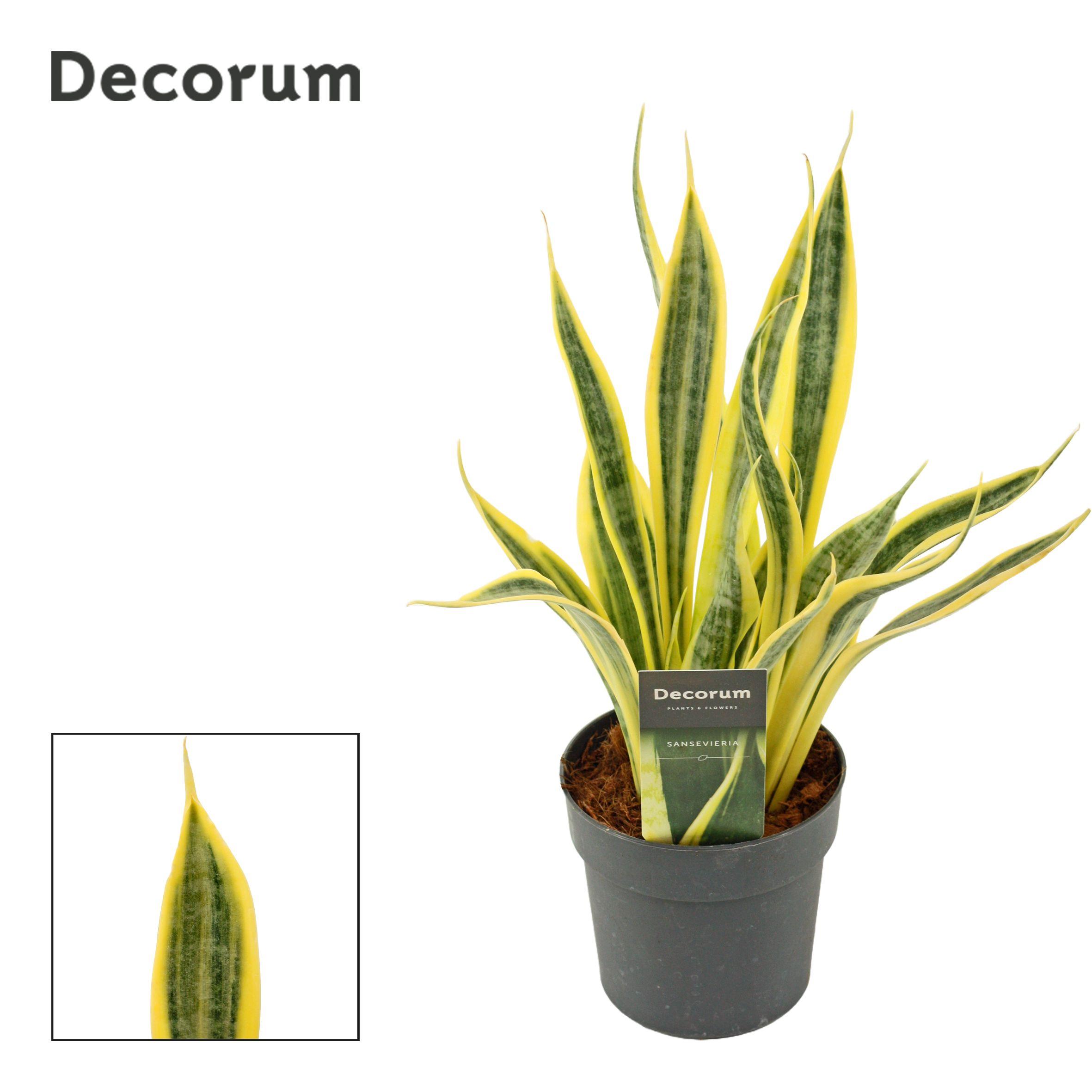 Горшечные цветы и растения оптом Sansevieria El Dorado (decorum) от 10шт из Голландии с доставкой по России