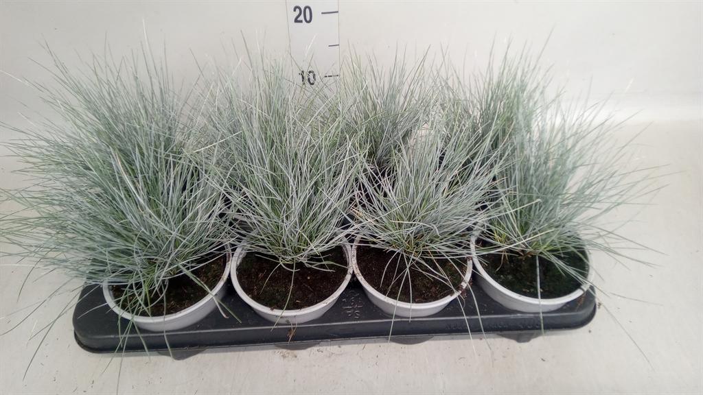 Горшечные цветы и растения оптом Festuca Glauca от 8шт из Голландии с доставкой по России