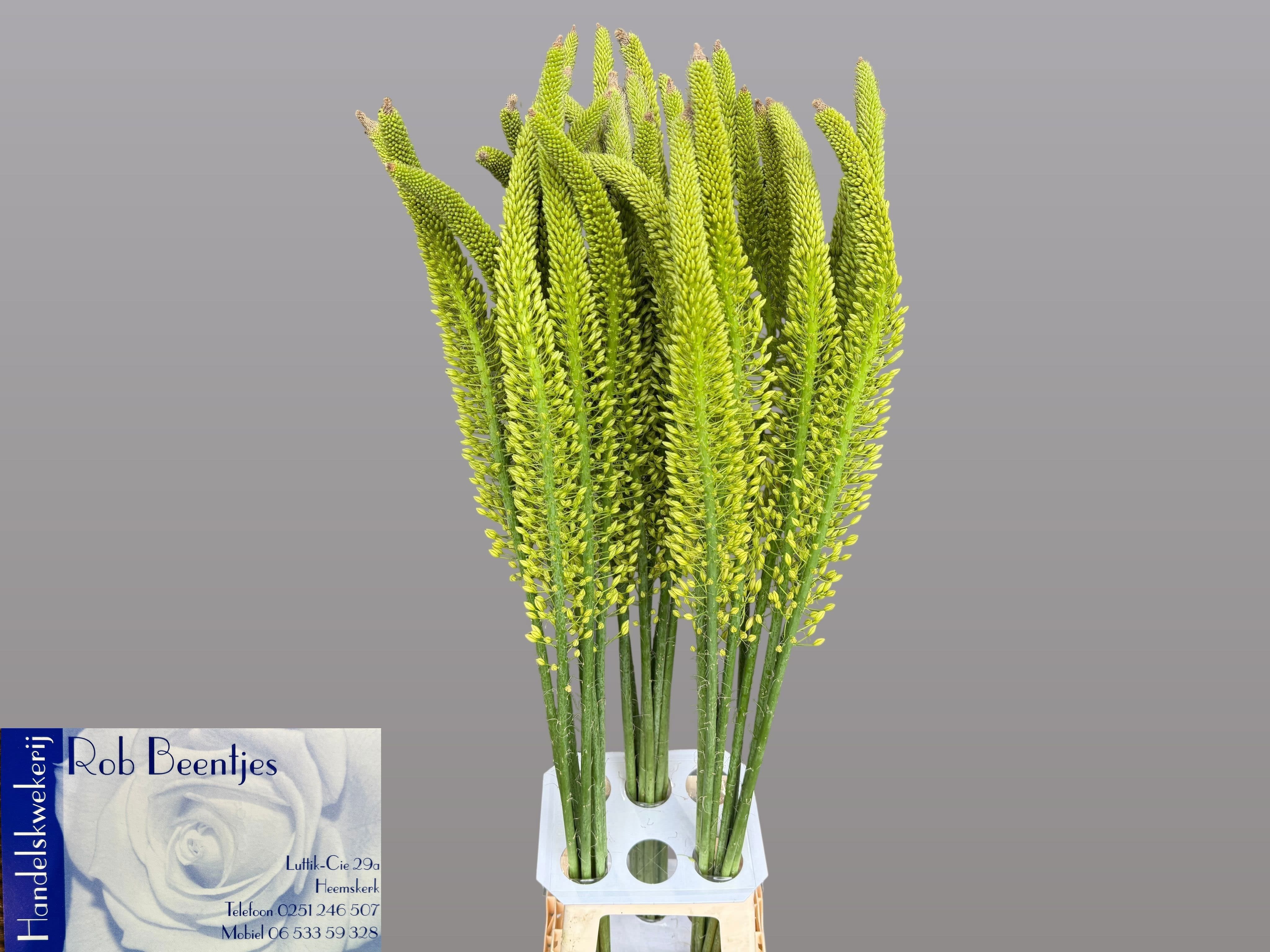 Срезанные цветы оптом Eremurus yellow rebel от 30шт из Голландии с доставкой по России