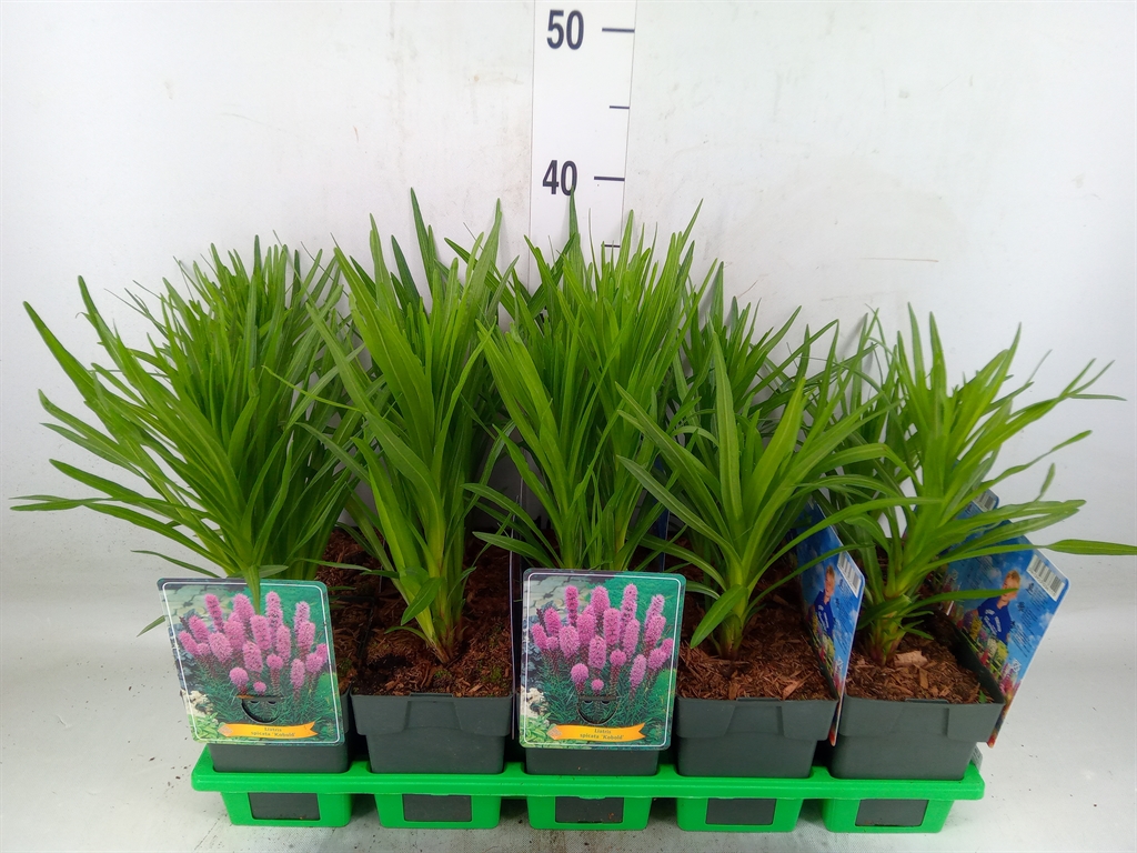 Горшечные цветы и растения оптом Liatris Spicata от 10шт из Голландии с доставкой по России