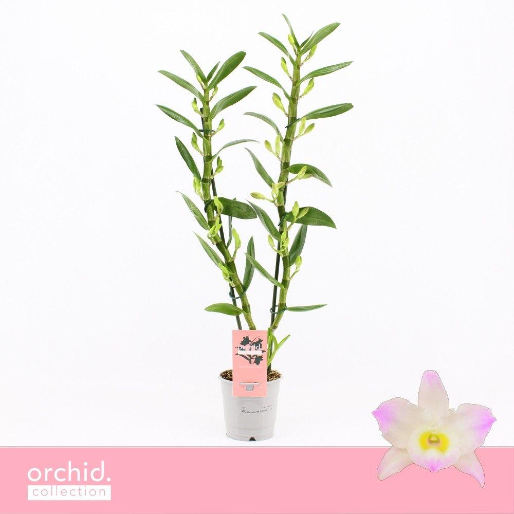 Горшечные цветы и растения оптом Dendr Nob 2st Kumiko Orchid Collection от 10шт из Голландии с доставкой по России