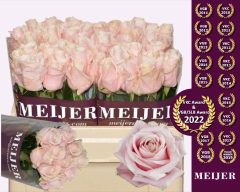 Срезанные цветы оптом Rosa large sweet avalanche+ Meijer purple от 50шт из Голландии с доставкой по России