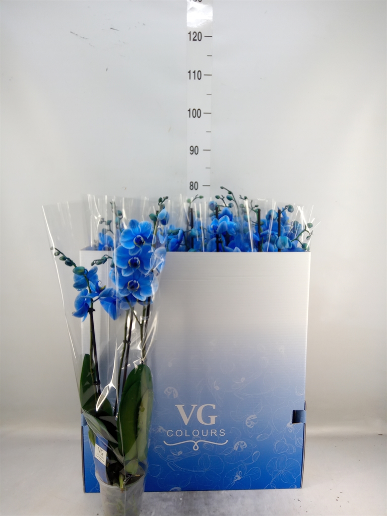 Горшечные цветы и растения оптом Phalaenopsis   ... от 10шт из Голландии с доставкой по России