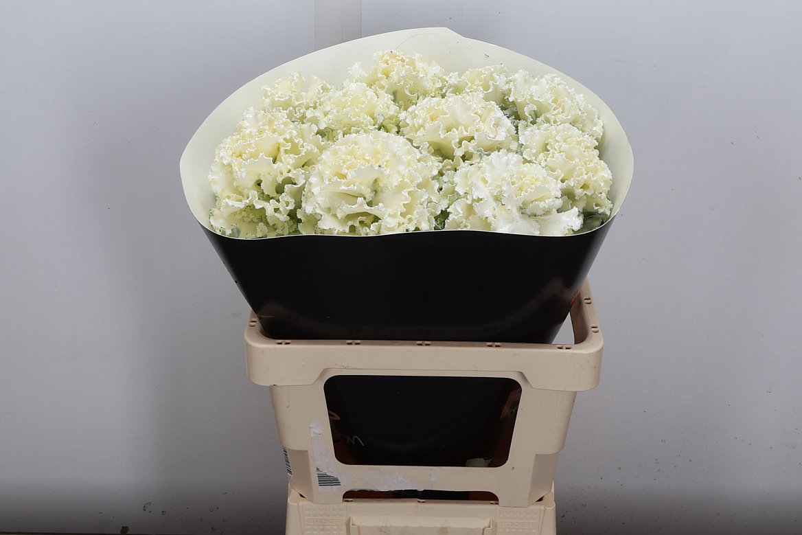 Срезанные цветы оптом Brassica wax fringed white от 10шт из Голландии с доставкой по России