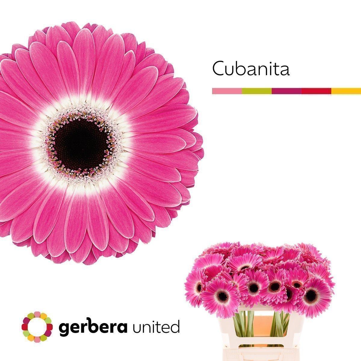 Срезанные цветы оптом Gerbera cubanita от 40шт из Голландии с доставкой по России