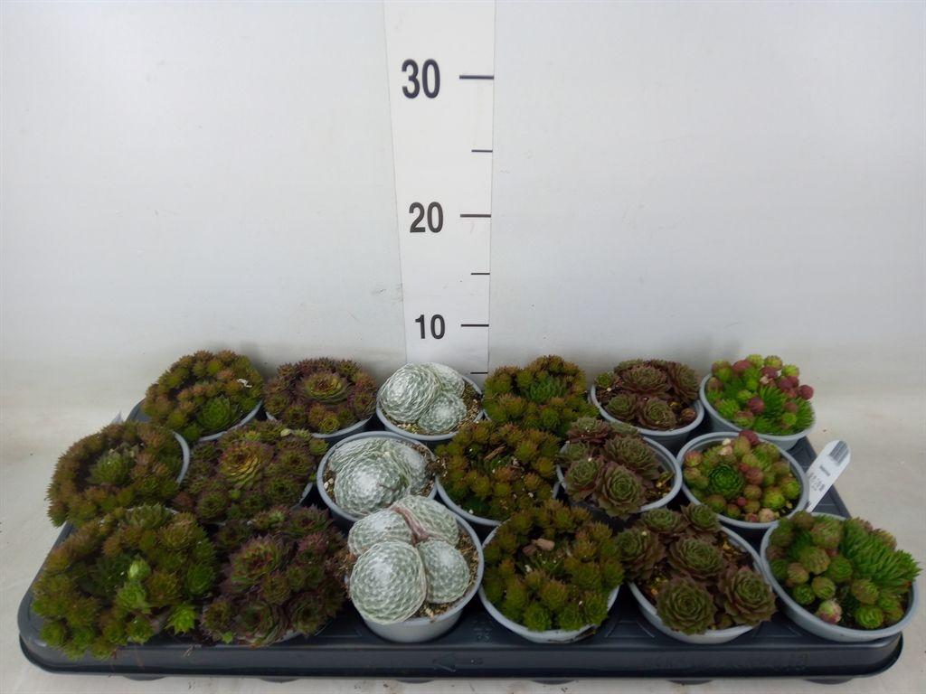 Горшечные цветы и растения оптом Sempervivum   ...mix от 18шт (для телеги) из Голландии с доставкой по России