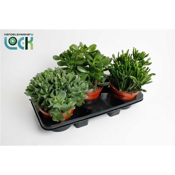 Горшечные цветы и растения оптом Crassula Mix от 3шт из Голландии с доставкой по России