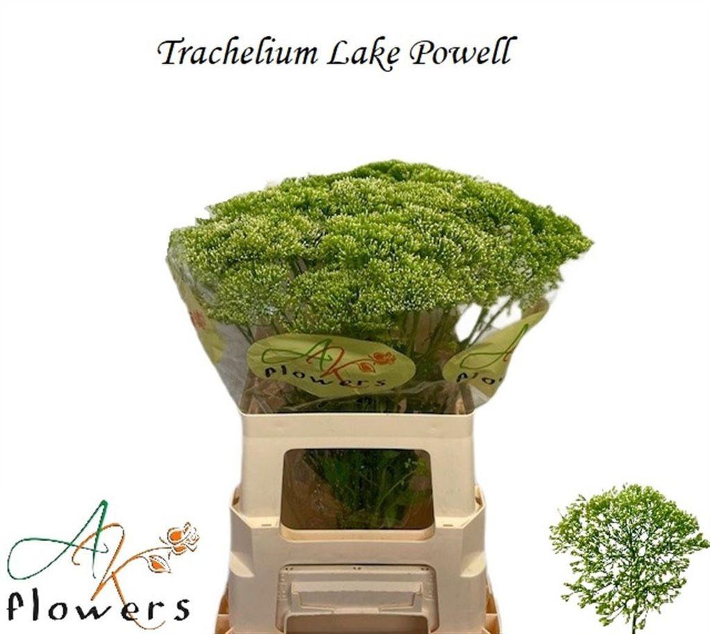 Срезанные цветы оптом Trachelium lake powell от 50шт из Голландии с доставкой по России