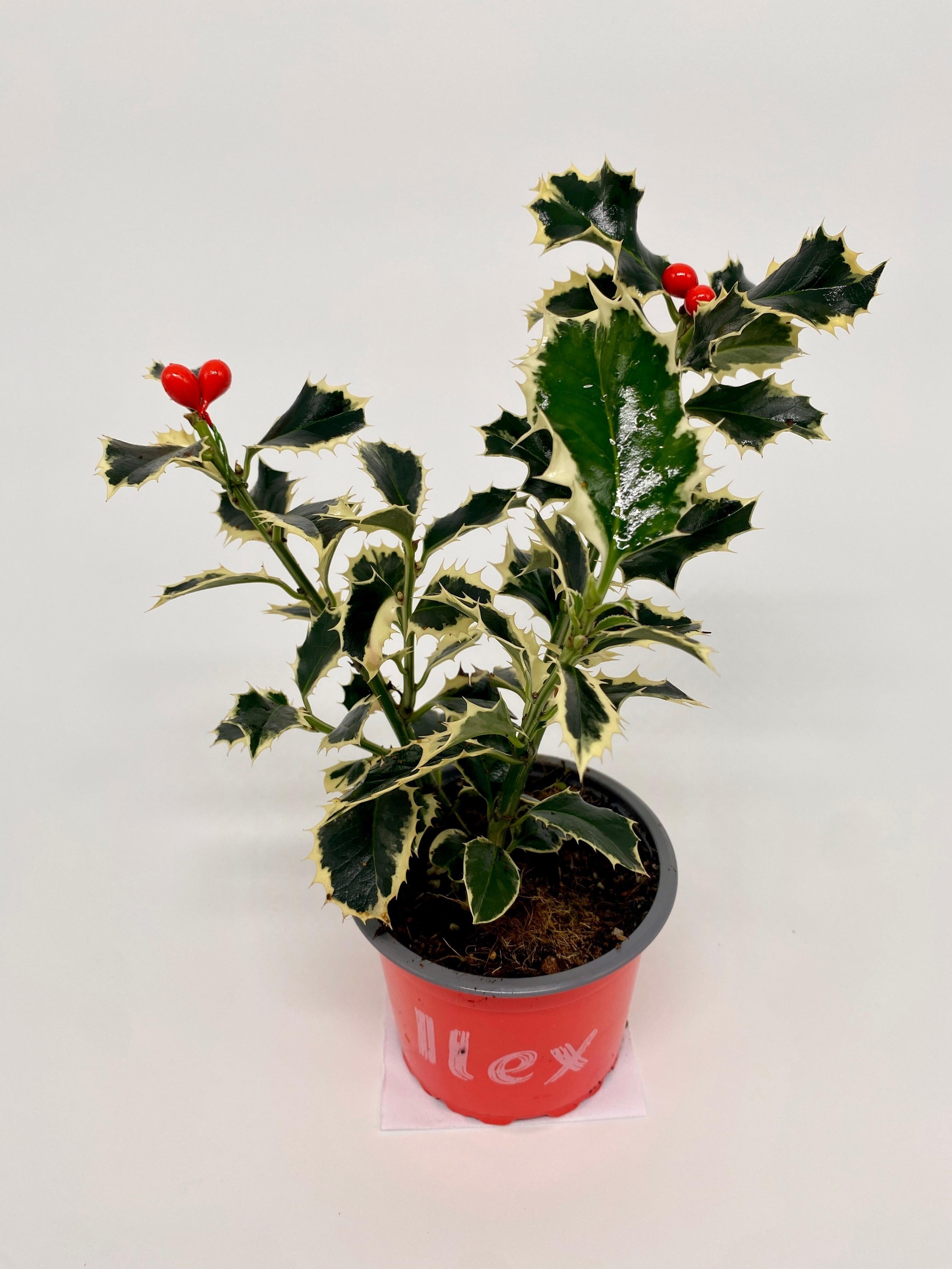 Горшечные цветы и растения оптом Ilex Aqu. Argentea Marginata от 18шт (для телеги) из Голландии с доставкой по России