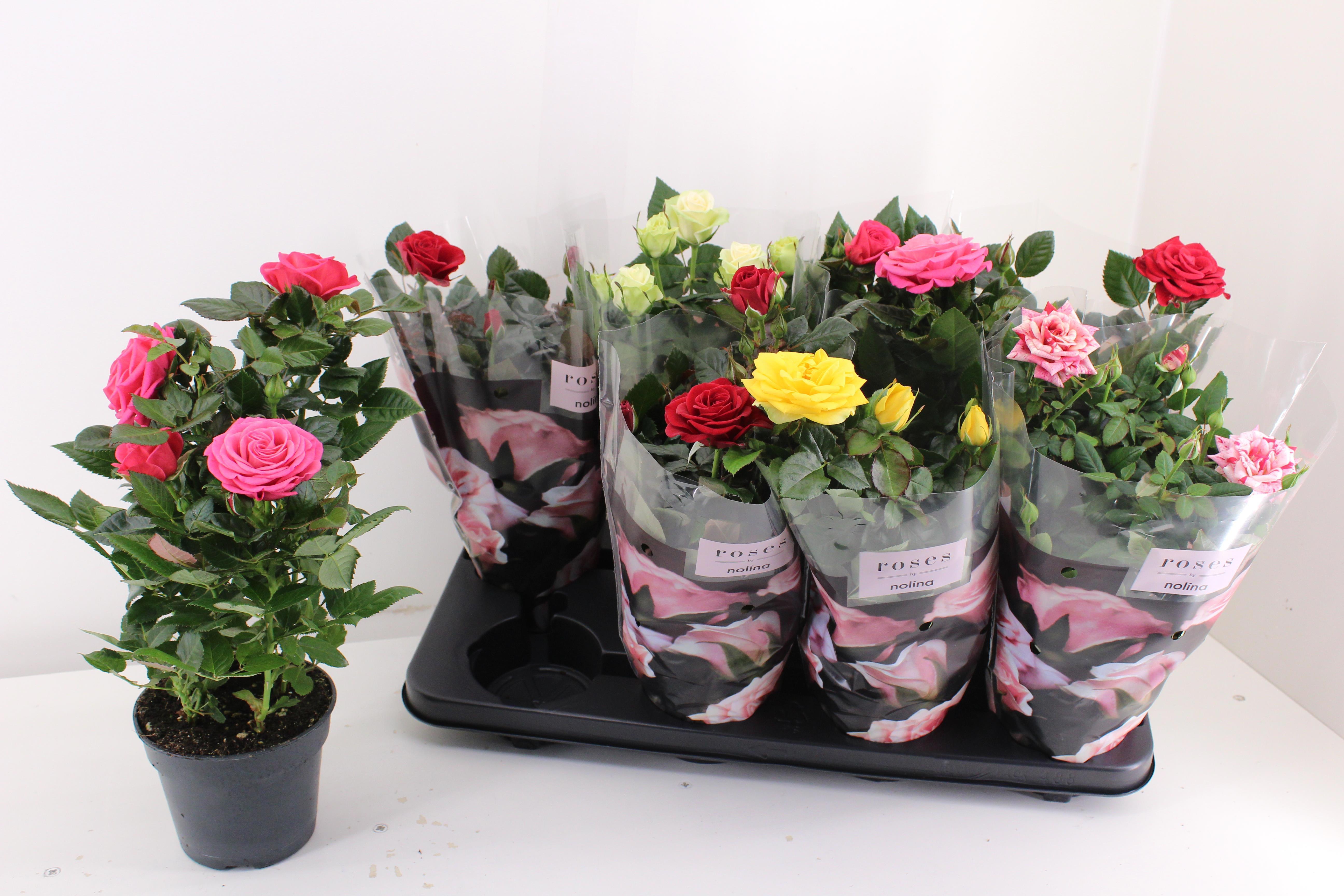 Горшечные цветы и растения оптом Ro Pathit Gem 5 Srt от 8шт из Голландии с доставкой по России