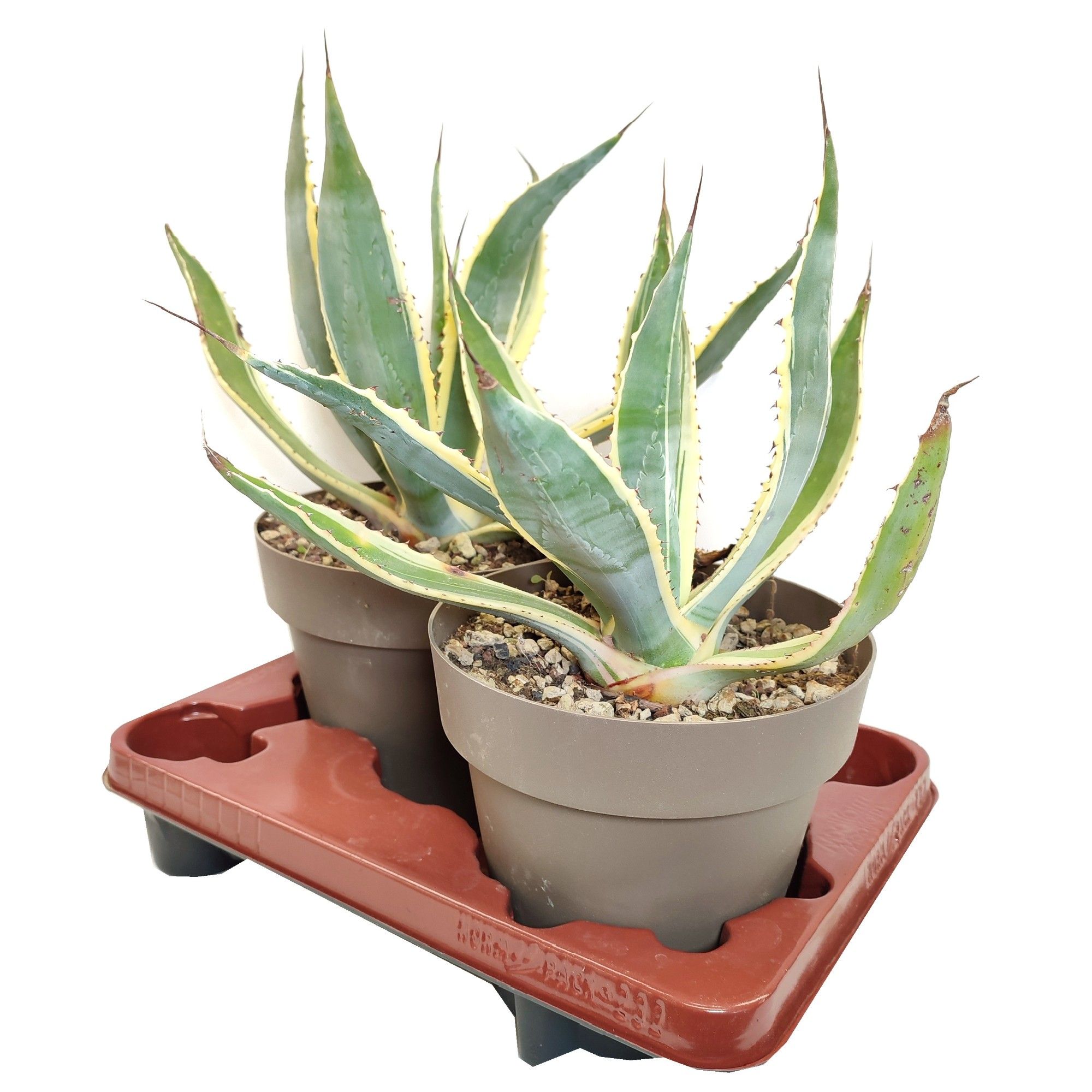 Горшечные цветы и растения оптом Agave Americana Variegata от 2шт из Голландии с доставкой по России Горшечные цветы и растения оптом Agave Americana Variegata от 2шт из Голландии с доставкой по России