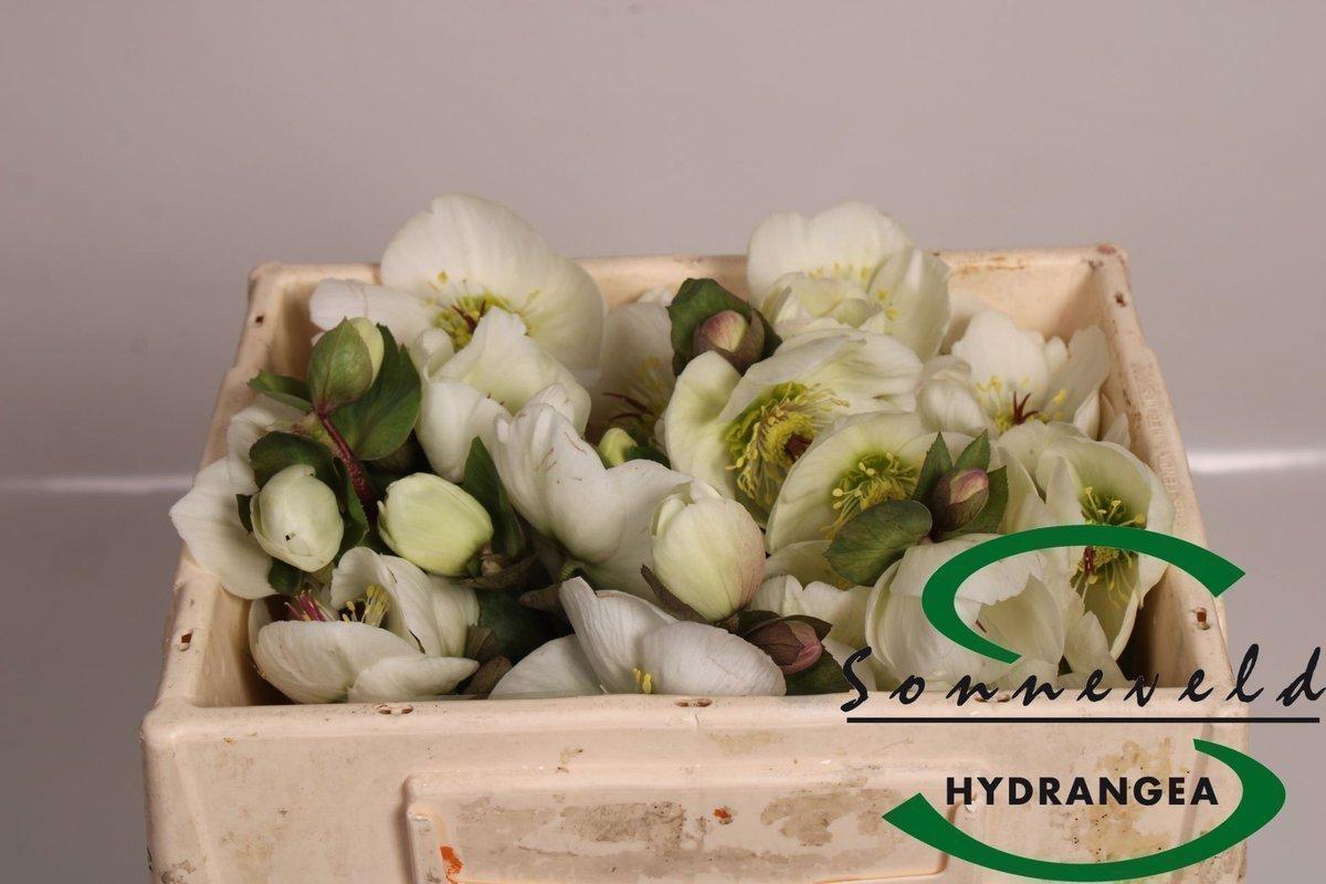 Срезанные цветы оптом Helleborus mara white от 40шт из Голландии с доставкой по России