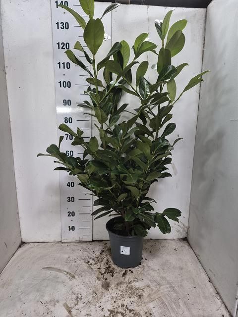 Горшечные цветы и растения оптом Prun La Rotundifolia от 1шт из Голландии с доставкой по России