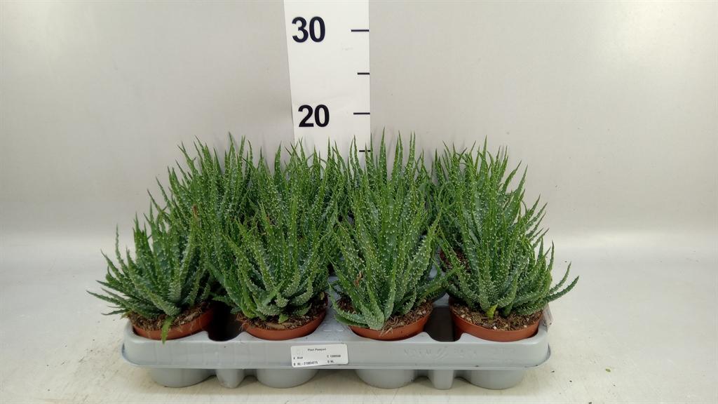 Горшечные цветы и растения оптом Aloe Humilis от 12шт (для телеги) из Голландии с доставкой по России