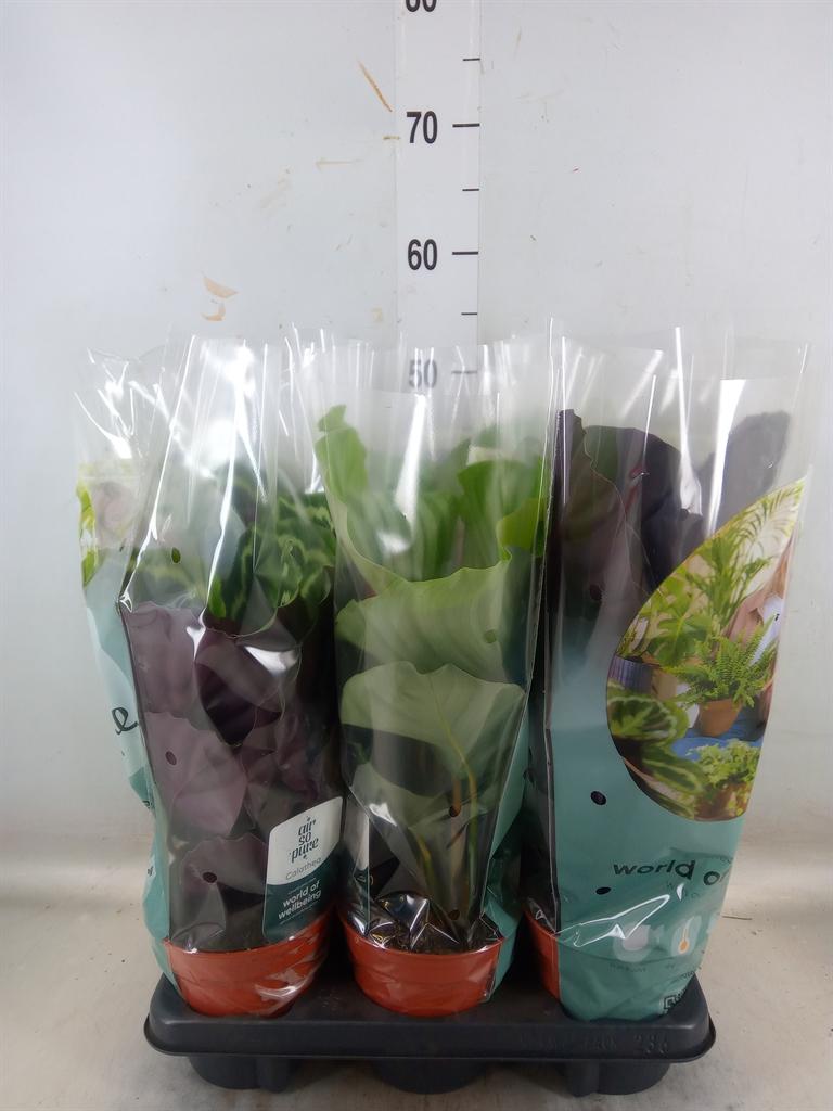 Горшечные цветы и растения оптом Calathea Roseopicta   ...mix от 6шт из Голландии с доставкой по России