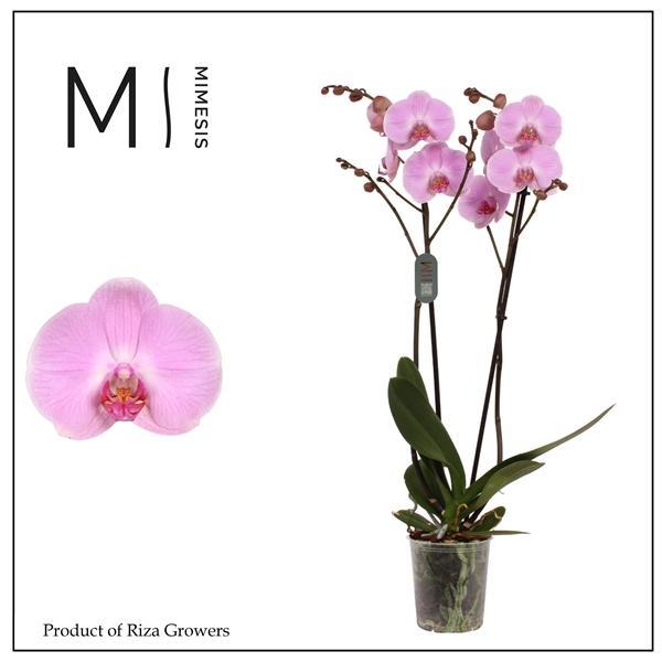 Горшечные цветы и растения оптом Phal 2st Elion 16+ Mimesis от 10шт из Голландии с доставкой по России