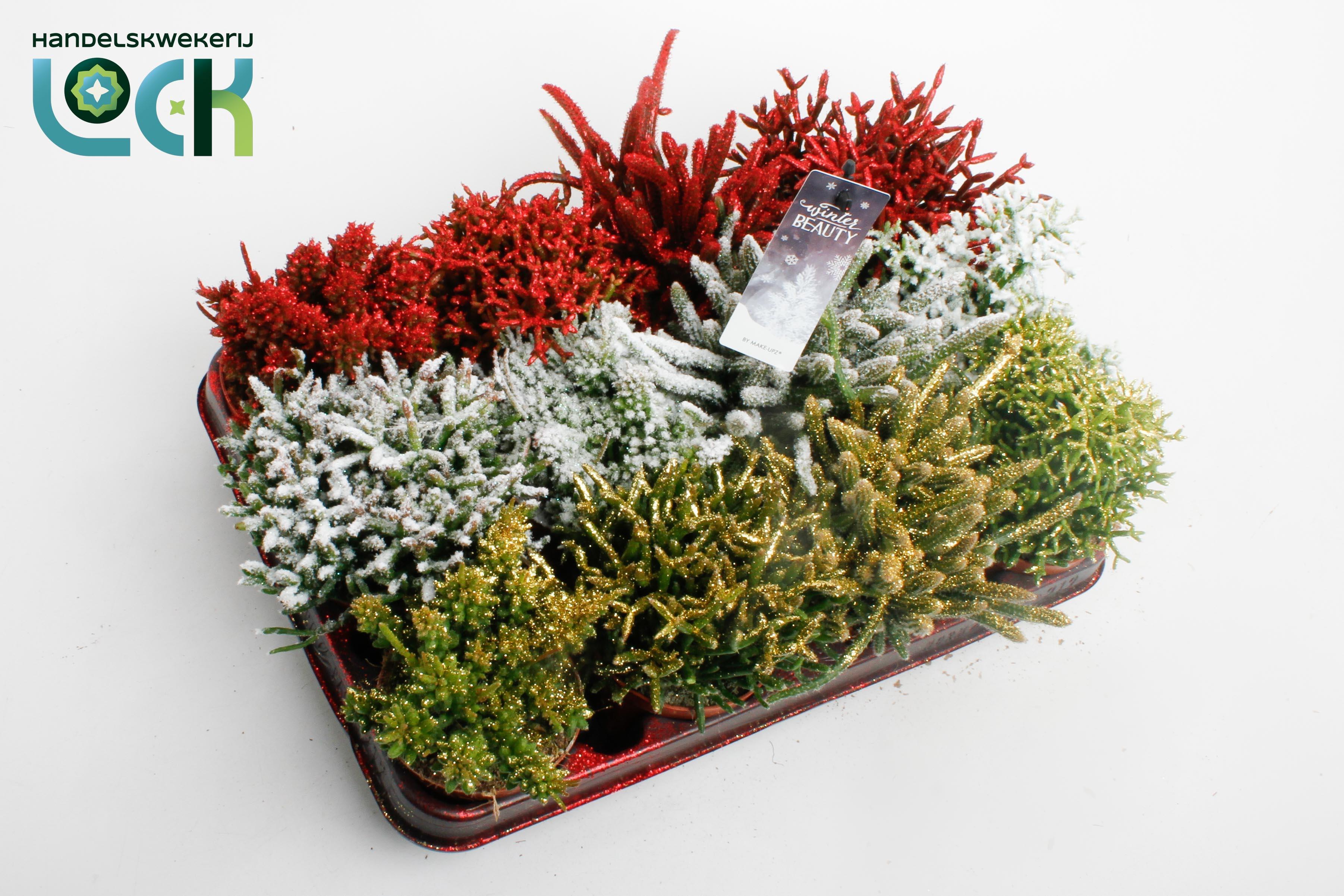 Горшечные цветы и растения оптом Rhipsalis Gem от 12шт (для телеги) из Голландии с доставкой по России