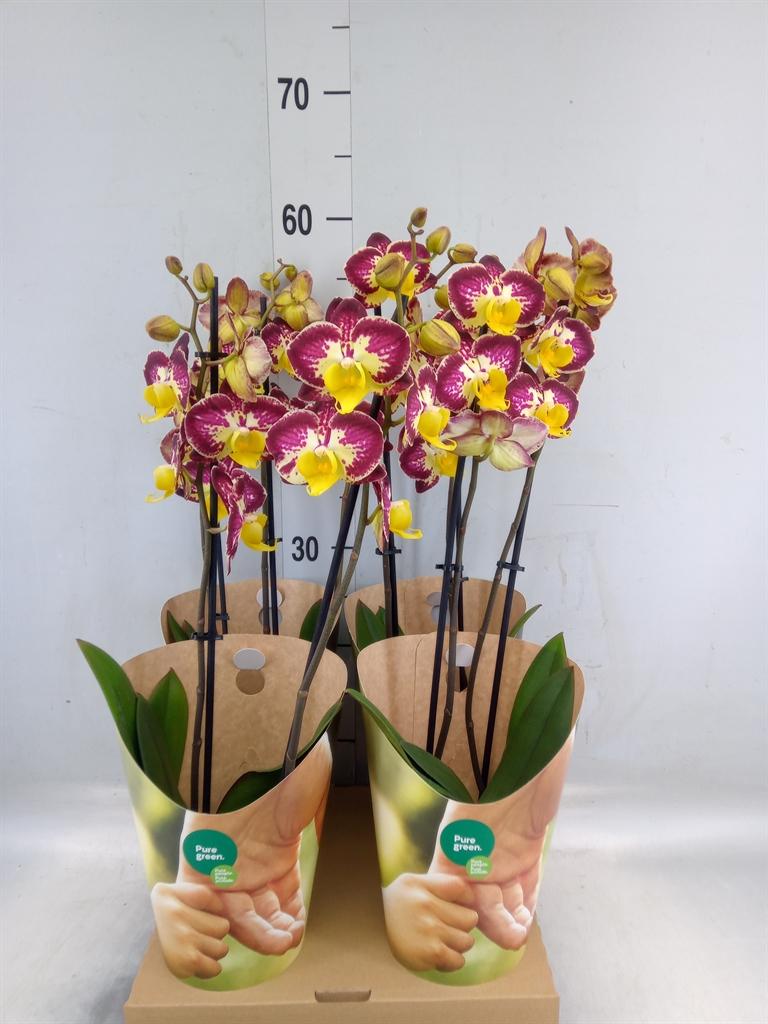 Горшечные цветы и растения оптом Phalaenopsis   ...yellow от 4шт из Голландии с доставкой по России