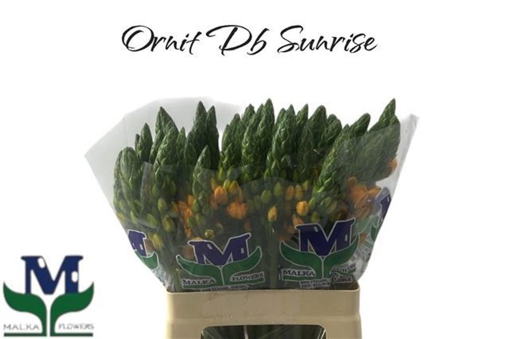 Срезанные цветы оптом Ornithogalum sunrise от 50шт из Голландии с доставкой по России Срезанные цветы оптом Ornithogalum sunrise от 50шт из Голландии с доставкой по России