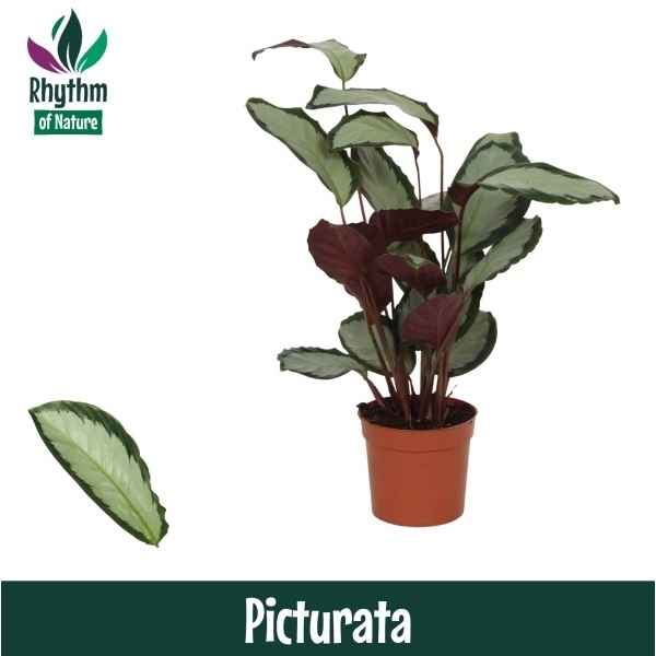 Горшечные цветы и растения оптом Calathea Picturata (rhythm Of Nature) от 10шт из Голландии с доставкой по России