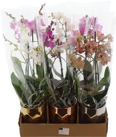 Горшечные цветы и растения оптом Phal Mtfl Gemengd 2 Tak Keramiek Luxury от 6шт из Голландии с доставкой по России