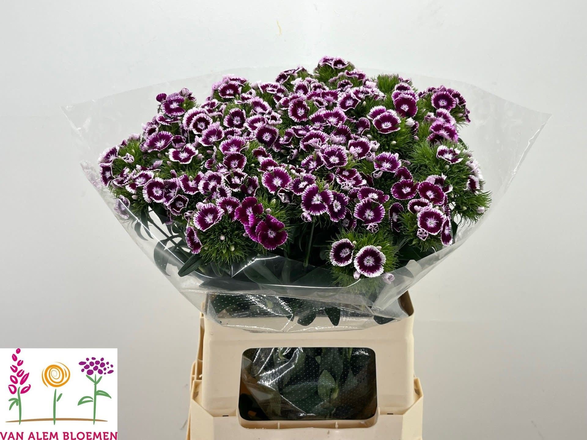 Срезанные цветы оптом Dianthus br sweet will bicolour (purple) от 50шт из Голландии с доставкой по России
