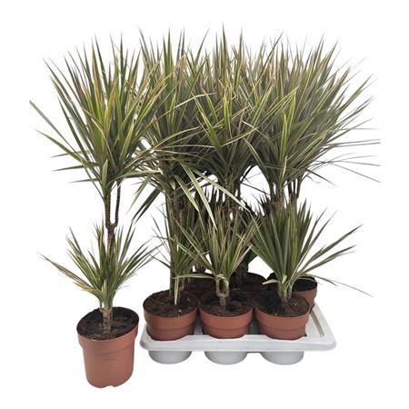 Горшечные цветы и растения оптом Dra Marg Bicolor 30-10 Cm от 6шт из Голландии с доставкой по России