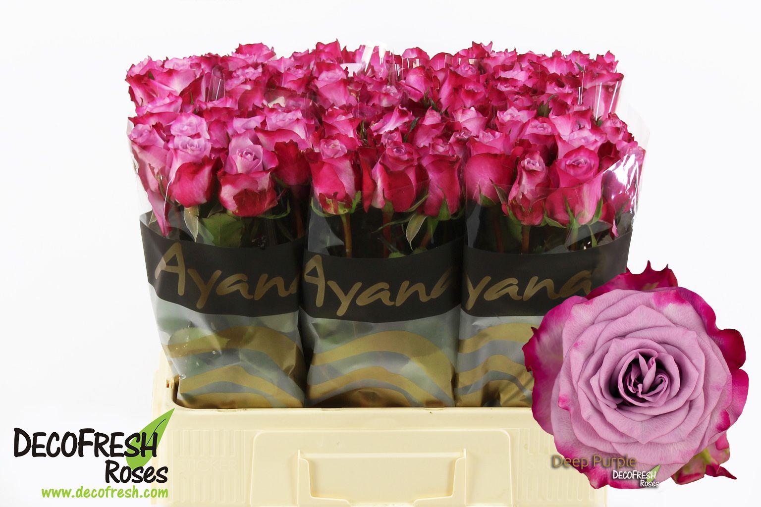 Срезанные цветы оптом Rosa large deep purple от 80шт из Голландии с доставкой по России