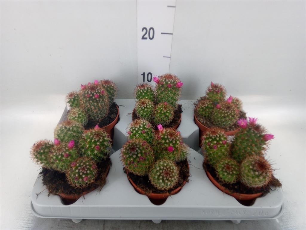 Горшечные цветы и растения оптом Mammillaria Ernestii от 6шт из Голландии с доставкой по России