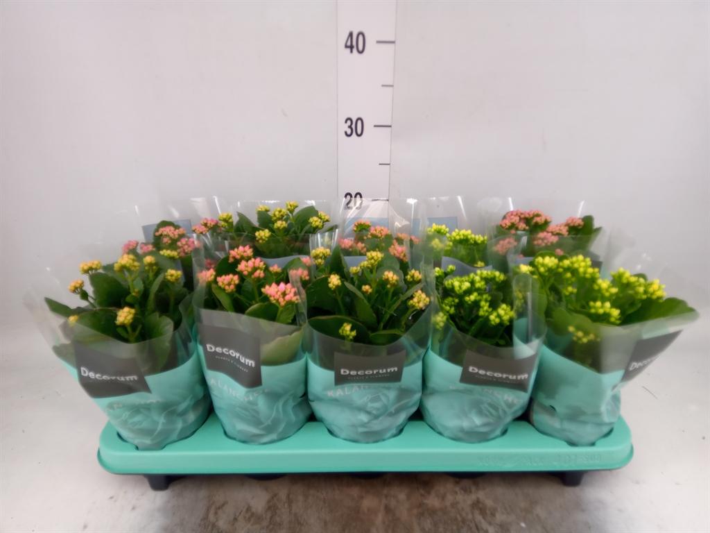 Горшечные цветы и растения оптом Kalanchoe Blos.   ..rosebud Mix  5 от 10шт из Голландии с доставкой по России
