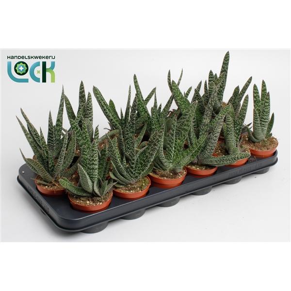 Горшечные цветы и растения оптом Gasteria Limifolia от 12шт (для телеги) из Голландии с доставкой по России