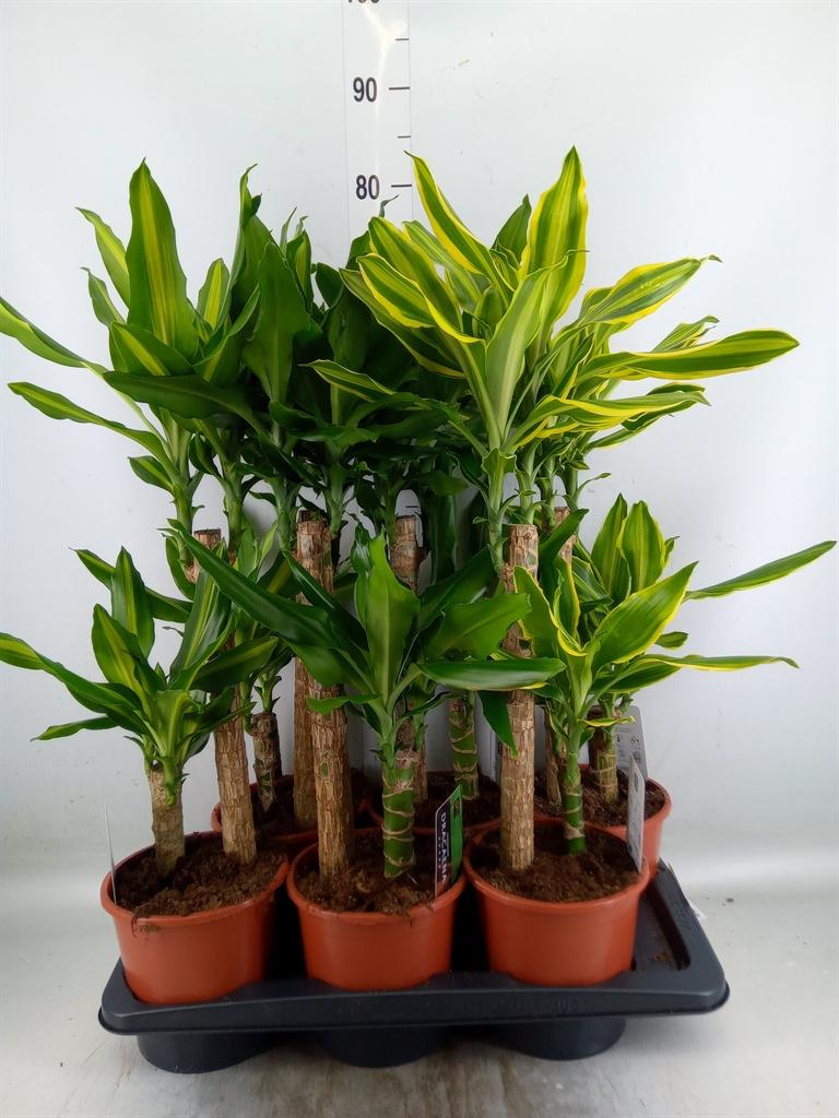 Горшечные цветы и растения оптом Dracaena Frag.   ...mix 3 от 6шт из Голландии с доставкой по России