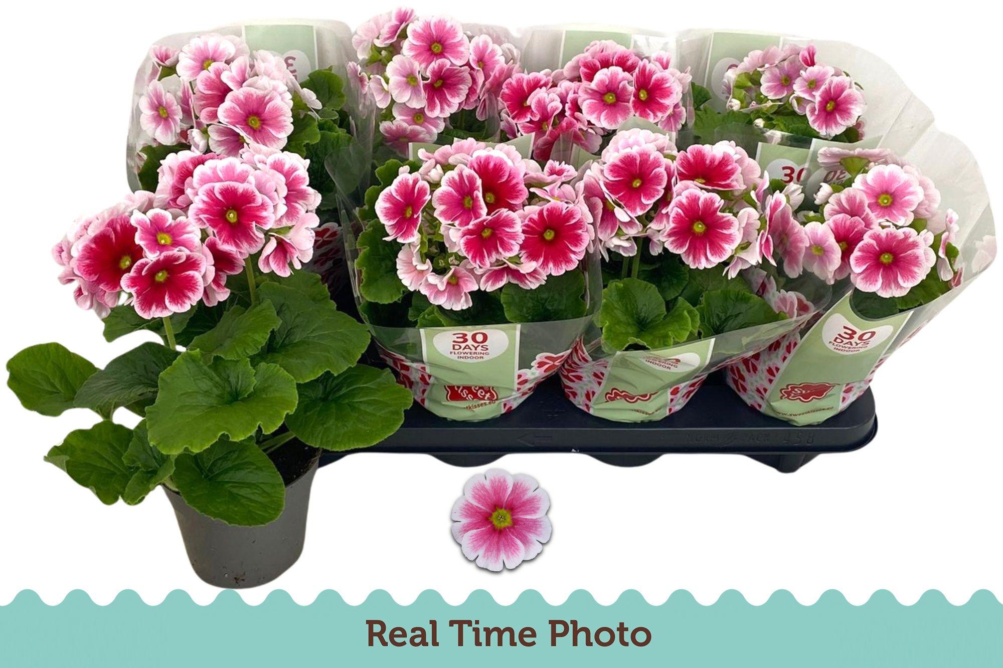 Горшечные цветы и растения оптом Prim Ob Tm Red White от 8шт из Голландии с доставкой по России